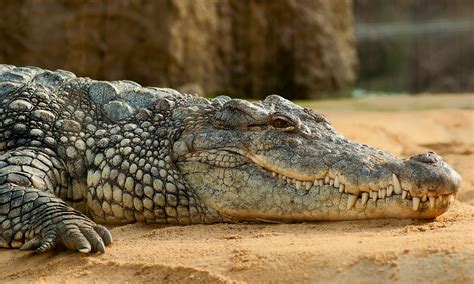 hermes ferme de crocodile|Hermès : La plus grande ferme d’élevage de crocodiles .